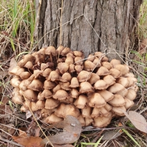 Mycena 'clarkeana group' at Lyneham, ACT - 27 Jun 2023