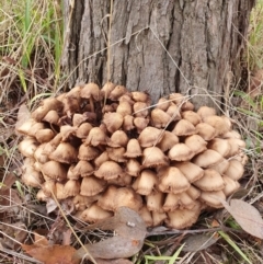 Unidentified Cap on a stem; gills below cap [mushrooms or mushroom-like] at Lyneham, ACT - 27 Jun 2023 by MPhillips