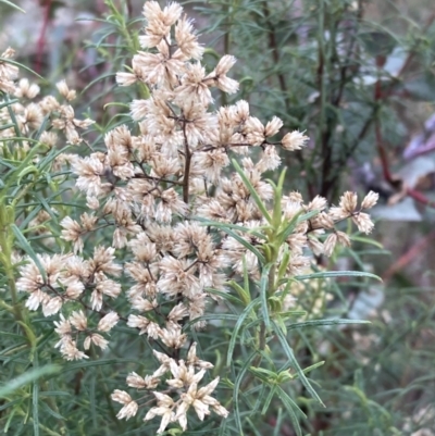 Cassinia quinquefaria (Rosemary Cassinia) at Wanniassa Hill - 4 Jul 2023 by AnneG1