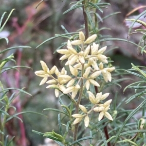 Cassinia quinquefaria at Fadden, ACT - 4 Jul 2023