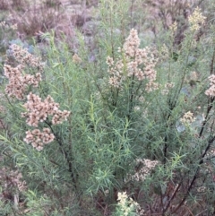 Cassinia quinquefaria at Fadden, ACT - 4 Jul 2023