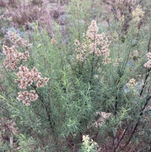 Cassinia quinquefaria at Fadden, ACT - 4 Jul 2023