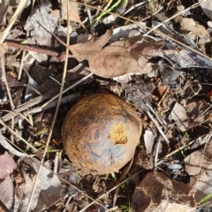 Pisolithus marmoratus (Horse Dung Fungus) at Magpie Hill Park, Lyneham - 29 Jun 2023 by MPhillips