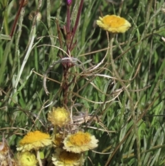 Epilobium sp. (A Willow Herb) at Top Hut TSR - 14 Mar 2022 by AndyRoo