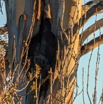 Callocephalon fimbriatum (Gang-gang Cockatoo) at Mawson, ACT - 6 Jul 2023 by stofbrew