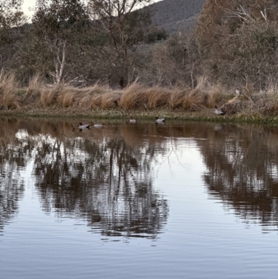 Chenonetta jubata (Australian Wood Duck) at Cook, ACT - 6 Jul 2023 by lbradley