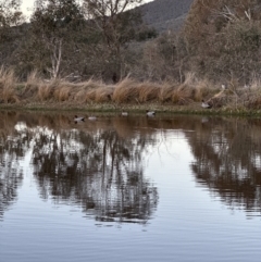 Chenonetta jubata (Australian Wood Duck) at Molonglo Valley, ACT - 6 Jul 2023 by lbradley