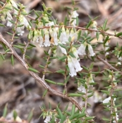 Styphelia fletcheri subsp. brevisepala (Twin Flower Beard-Heath) at Jerrabomberra, ACT - 4 Jul 2023 by AnneG1