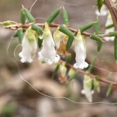 Styphelia fletcheri subsp. brevisepala at Jerrabomberra, ACT - 4 Jul 2023