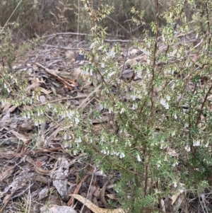 Styphelia fletcheri subsp. brevisepala at Jerrabomberra, ACT - 4 Jul 2023