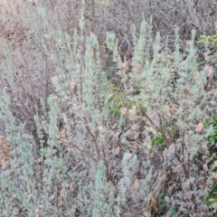 Lavandula stoechas (Spanish Lavender or Topped Lavender) at Isaacs Ridge - 6 Jul 2023 by Mike