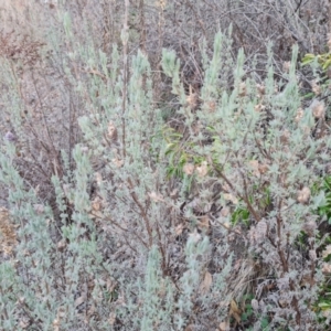 Lavandula stoechas at Jerrabomberra, ACT - 6 Jul 2023 04:21 PM