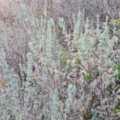Lavandula stoechas (Spanish Lavender or Topped Lavender) at Isaacs Ridge - 6 Jul 2023 by Mike