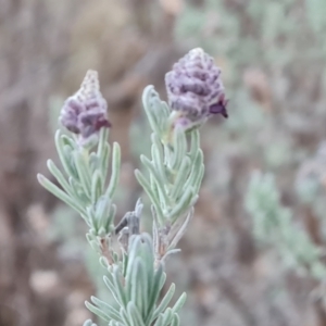 Lavandula stoechas at Jerrabomberra, ACT - 6 Jul 2023 04:21 PM