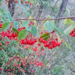 Cotoneaster glaucophyllus (Cotoneaster) at Jerrabomberra, ACT - 6 Jul 2023 by Mike