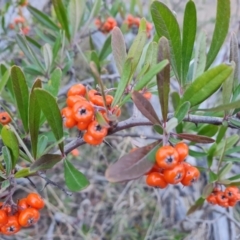 Pyracantha angustifolia (Firethorn, Orange Firethorn) at Jerrabomberra, ACT - 6 Jul 2023 by Mike