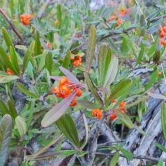 Pyracantha angustifolia at Jerrabomberra, ACT - 6 Jul 2023