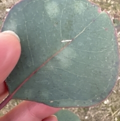 Eucalyptus polyanthemos subsp. polyanthemos (Red Box) at Aranda Bushland - 6 Jul 2023 by lbradley