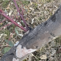 Eucalyptus polyanthemos subsp. polyanthemos at Aranda, ACT - 6 Jul 2023 05:04 PM