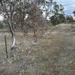 Eucalyptus polyanthemos subsp. polyanthemos at Molonglo Valley, ACT - 6 Jul 2023