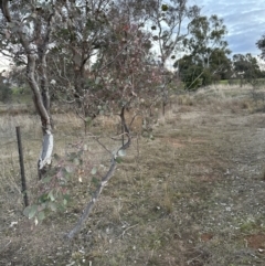 Eucalyptus polyanthemos subsp. polyanthemos at Aranda, ACT - 6 Jul 2023 05:04 PM