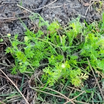 Cotula australis (Common Cotula, Carrot Weed) at Nambucca Heads, NSW - 6 Jul 2023 by trevorpreston