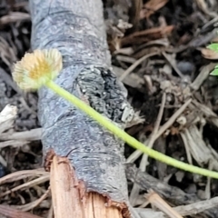 Cotula australis at Nambucca Heads, NSW - 6 Jul 2023