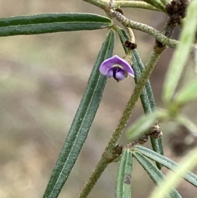 Glycine clandestina (Twining Glycine) at Macarthur, ACT - 4 Jul 2023 by AnneG1