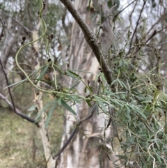 Glycine clandestina at Macarthur, ACT - 4 Jul 2023