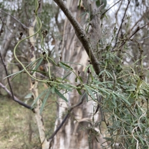 Glycine clandestina at Macarthur, ACT - 4 Jul 2023