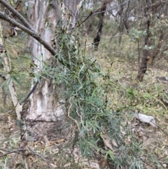 Glycine clandestina at Macarthur, ACT - 4 Jul 2023