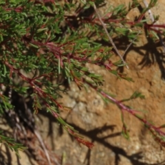 Dillwynia prostrata (Matted Parrot-pea) at Dry Plain, NSW - 14 Mar 2022 by AndyRoo