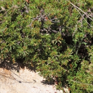 Dillwynia prostrata at Dry Plain, NSW - 14 Mar 2022