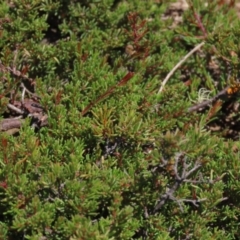 Dillwynia prostrata at Dry Plain, NSW - 14 Mar 2022