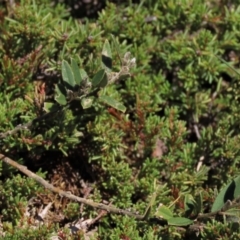 Hovea heterophylla (Common Hovea) at Top Hut TSR - 14 Mar 2022 by AndyRoo