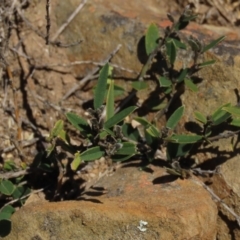 Hovea heterophylla at Dry Plain, NSW - 14 Mar 2022 12:24 PM