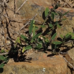 Hovea heterophylla at Dry Plain, NSW - 14 Mar 2022