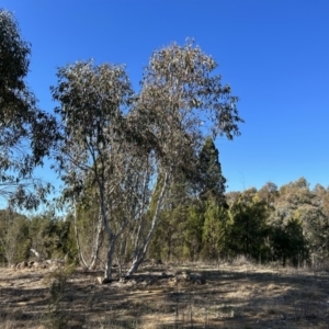 Eucalyptus pauciflora subsp. pauciflora at Greenway, ACT - 6 Jul 2023 12:40 PM