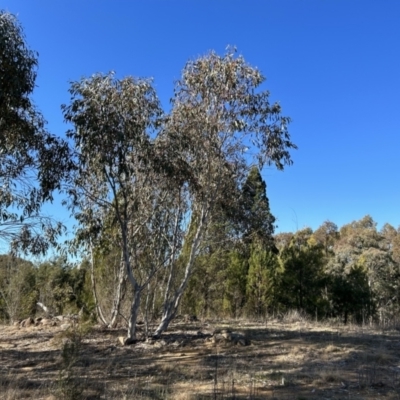 Eucalyptus pauciflora subsp. pauciflora (White Sally, Snow Gum) at Greenway, ACT - 6 Jul 2023 by dwise