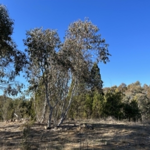 Eucalyptus pauciflora subsp. pauciflora at Greenway, ACT - 6 Jul 2023
