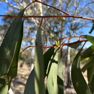 Eucalyptus pauciflora subsp. pauciflora at Greenway, ACT - 6 Jul 2023 12:40 PM