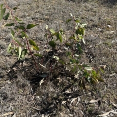 Eucalyptus pauciflora subsp. pauciflora at Greenway, ACT - 6 Jul 2023 12:40 PM