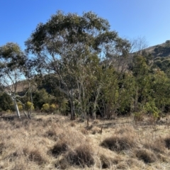 Eucalyptus pauciflora subsp. pauciflora at Greenway, ACT - 6 Jul 2023