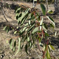 Eucalyptus pauciflora subsp. pauciflora at Greenway, ACT - 6 Jul 2023 12:40 PM