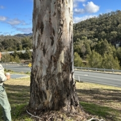 Eucalyptus rubida (Candlebark) at Stromlo, ACT - 6 Jul 2023 by dwise