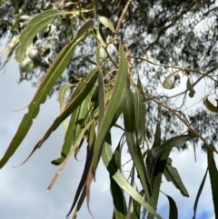 Eucalyptus rubida at Stromlo, ACT - 6 Jul 2023 01:53 PM