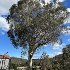 Eucalyptus rubida at Stromlo, ACT - 6 Jul 2023 01:53 PM