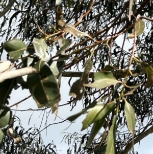 Eucalyptus rubida at Stromlo, ACT - 6 Jul 2023 01:53 PM