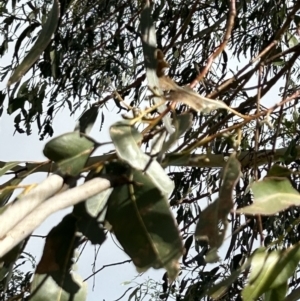 Eucalyptus rubida at Stromlo, ACT - 6 Jul 2023 01:53 PM