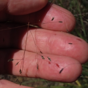 Eragrostis trachycarpa at Dry Plain, NSW - 14 Mar 2022 12:26 PM